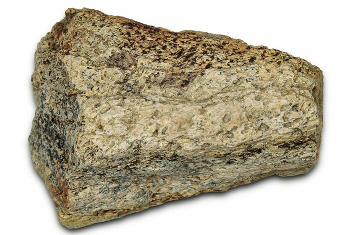 Dinosaur (Triceratops) Frill Shield Section - Montana #348098